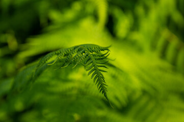 Paproć cała zielona na tle lasu