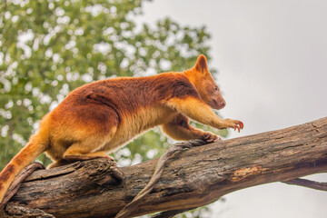 Goodfellow's Tree Kangaroo, portrait of very cute rare red animal.