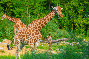 Giraffe in selective focus on green natural background