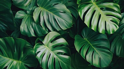 Fototapeta premium Lush green tropical monstera leaves background.