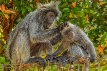 Closeup portrait of Tufted gray langur Semnopithecus priam