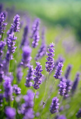 Obraz premium A field of lavender flowers in bloom.