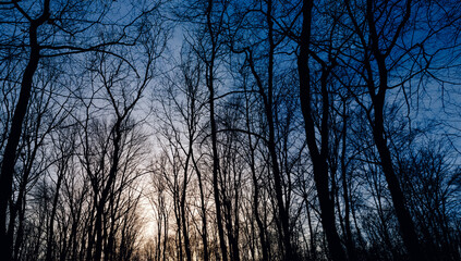 Sunset in the winter forest, trees without leaves, evening in the forest, the beginning of the night in the dark forest