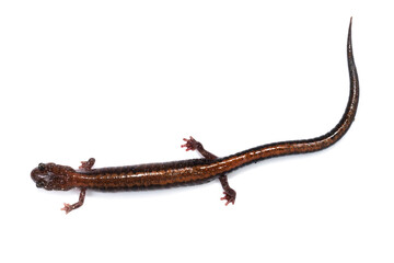 Four-toed Salamander (Hemidactylium scutatum)