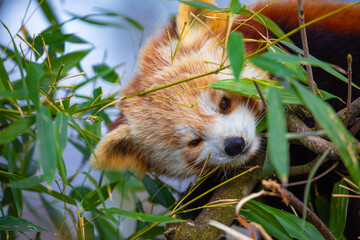 red panda Ailurus fulgens, lesser panda, is a small mammal