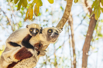 Endangered Coquerel Sifaka Lemur Propithecus coquereli Madagascar