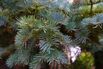 An Evergreen Pine Branch Close-Up