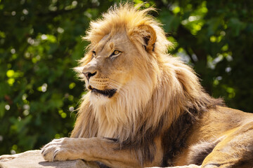 image of lion's head. expression is calm and majestic