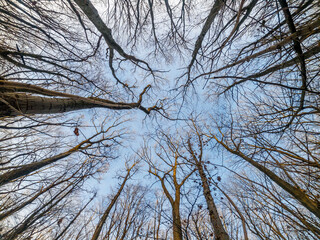 Crown of trees without leaves. View from bottom of forest. Sky through the bare branches of trees....