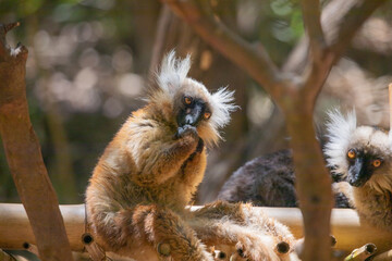Blue eyed lemur on tree in forest