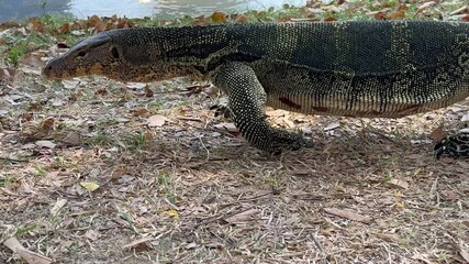 A Malaysian water monitor moves toward the edge of a klong in Bangkok. Its forked tongue flicks in and out, showcasing the use of its Jacobson’s organ to detect odors and chemical particles. 