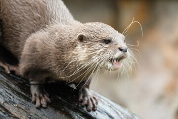 Asian small clawed otter Amblonyx cinerea, small clawed otter