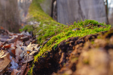 Green moss seeds on log in winter forest. Blurred background of surface. Selective focus. Macro.