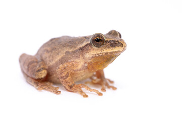 Fototapeta premium Spring Peeper (Pseudacris crucifer)