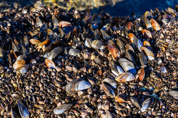 Strong water surge in the Black Sea, coastal mussels -Mytilus galloprovincialis were above the water level, the death of mollusks in the air, Odessa