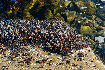 Strong water surge in the Black Sea, coastal mussels -Mytilus galloprovincialis were above the water level, the death of mollusks in the air, Odessa