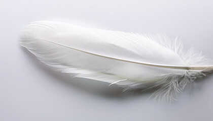 Obraz premium white feather white background