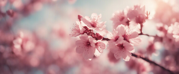 Obraz premium Pink Blossoms Against Sky At Sunrise Spring Blooming