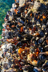 Strong water surge in the Black Sea, coastal mussels -Mytilus galloprovincialis were above the...