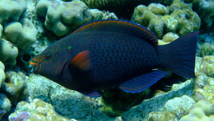 Dusky parrotfish (Scarus niger) undersea, Red Sea, Egypt, Sharm El Sheikh, Montazah Bay