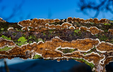 Cylindrobasidium evolvens - saprotrophic crust fungus on a rotten tree branch, Odessa