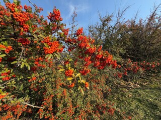 Close-up of a fruiting shrub called Pyracantha coccinea. Firethorn berries, rosaceae evergreen...
