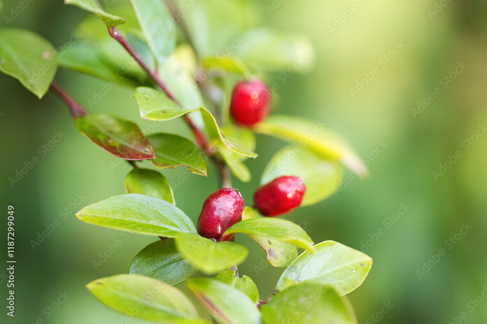 Wall mural berries of a cotoneaster, green background with red berries on a bush, red fruits on a branch,  red and green autumn colours