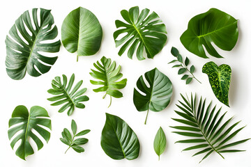 Collection of green leaves on a white background, highlighting natural beauty and simplicity