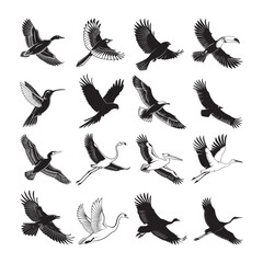 collection of birds. Elegant Flying Bird Silhouette Collection.