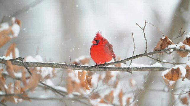 Slow motion male northern cardinal perched on a branch in a snowstorm