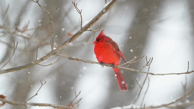 Slow motion male northern cardinal perched on a branch in a snowstorm