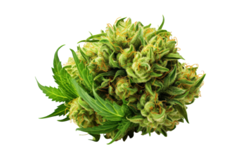 Close-up view of cannabis buds with vibrant green leaves in a bright setting showcasing their texture and detail