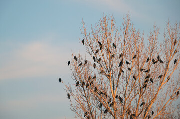 Crows on a dry tree at sunset. A flock of jackdaws. Western Jackdaw. Birds that look like leaves.