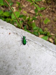 Six-spotted tiger beetle (Cicindela sexguttata) found in North Carolina park garden.