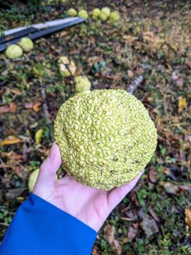 Person picking up Osage orange (Maclura pomifera) found in Virgina. Also called mock orange, hedge apple, hedge ball, monkey ball, pap, monkey brains and yellow wood.