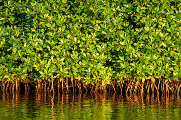 Mangrove in La Encrucijada reservoir