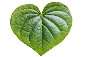 Obraz premium betel leaf
