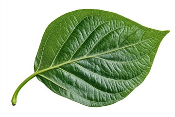 Obraz premium betel leaf