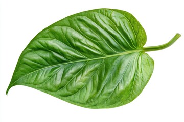 Obraz premium betel leaf 