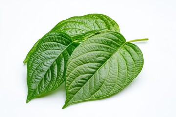 Obraz premium betel leaf 