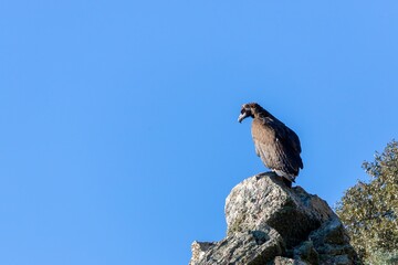 A majestic black vulture perched on a rock in Monfragüe National Park, Cáceres, Extremadura, Spain. Perfect for nature, wildlife, and conservation themes