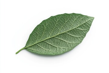 Obraz premium betel leaf 