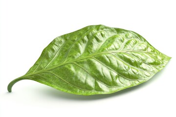 Fototapeta premium betel leaf 