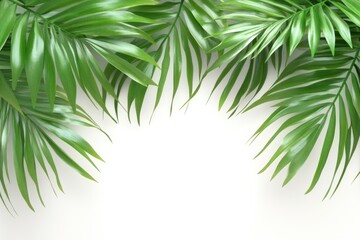 Fototapeta premium betel leaf 