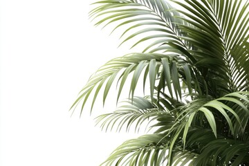 Fototapeta premium betel leaf 