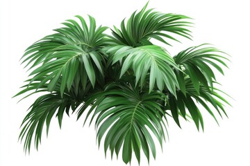 betel leaf 