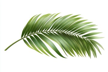 Fototapeta premium betel leaf 