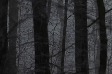 The serene forest scene showcases tall trees that are surrounded by a thick layer of fog, all set...