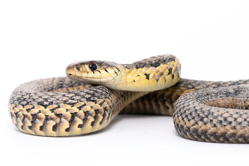 Garter Snake (Thamnophis sirtalis)