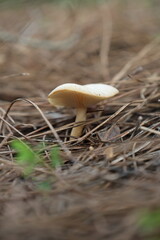 Mushroom dry grass. High quality photo